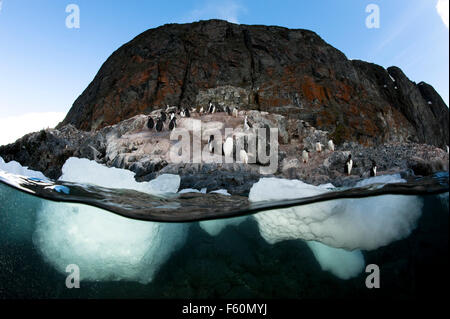 Gentoo Penguin Stockfoto