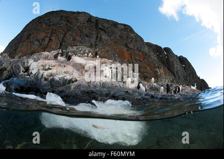 Gentoo Penguin Stockfoto