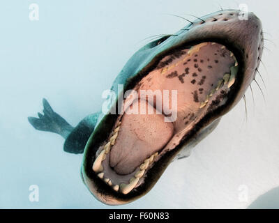 Leopard-Dichtung Stockfoto