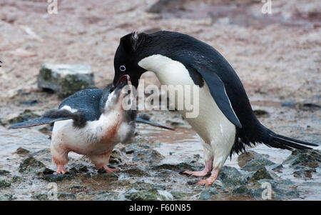 Adelie Penguin und Küken Stockfoto