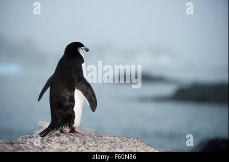 Kinnriemen Pinguin Stockfoto