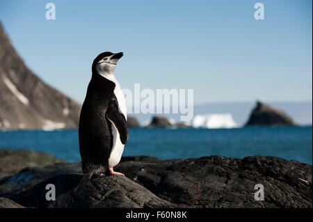 Kinnriemen Pinguin Stockfoto