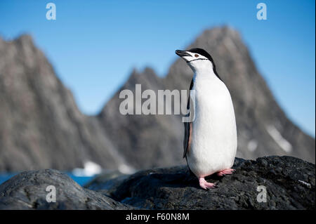 Kinnriemen Pinguin Stockfoto