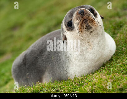 Antarktische Seebär (Arctocephalus Gazella) Stockfoto