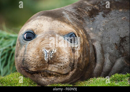 Südlichen See-Elefanten Stockfoto