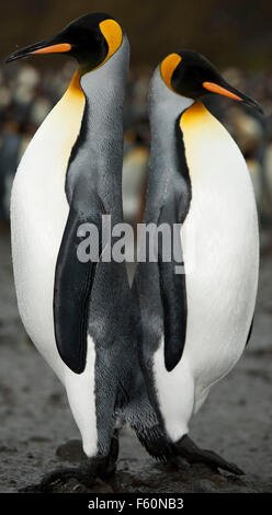 Königspinguin Stockfoto