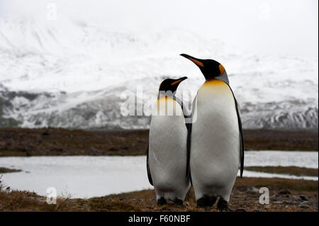 Königspinguin Stockfoto