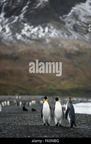 Königspinguin Stockfoto