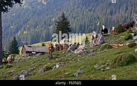 Grüne Wiese in Bergen und grasende Kühe Stockfoto