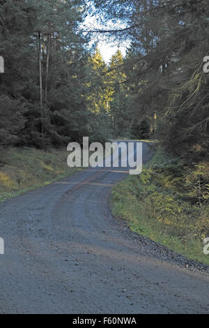 Schleppen Sie Weg durch einen Wald, Kielder Forest, Northumberland, England, UK. Stockfoto