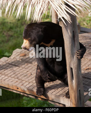 Die Sun Bear (Helarctos Malayanus), in seinem Gehege bei Rare Species Conservation Centre, Sandwich, Kent Stockfoto