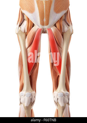 medizinisch genaue Darstellung der Adductor longus Stockfoto