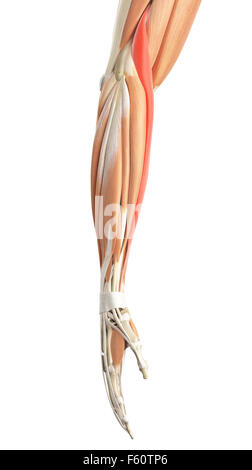 medizinisch genaue Abbildung der brachioradialis Stockfoto