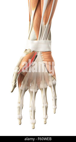 medizinisch genaue Abbildung der Flexor Pollicis brevis Stockfoto