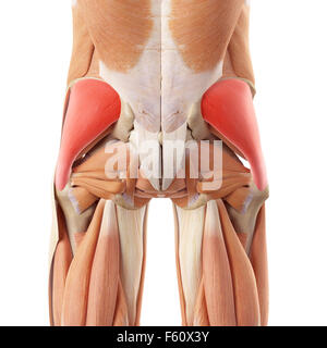 medizinisch genaue Abbildung des Gluteus medius Stockfoto