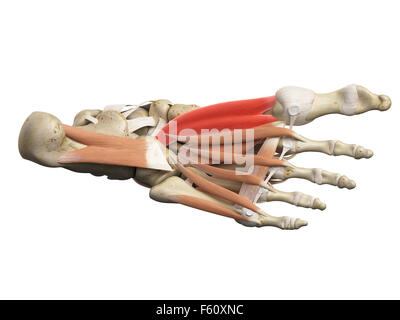 medizinisch genaue Abbildung der Flexor Hallucis brevis Stockfoto