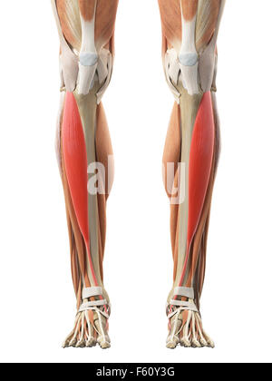 medizinisch genaue Abbildung der m. Tibialis anterior Stockfoto