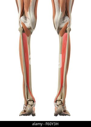 medizinisch genaue Abbildung von den m. Tibialis posterior Stockfoto