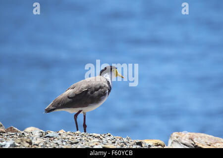 Maskierte Kiebitz (Vanellus Miles) sitzt an der Küste auf Raymond Island im Lake King, Victoria, Australien. Stockfoto