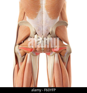 medizinisch genaue Darstellung der Obturator internus Stockfoto