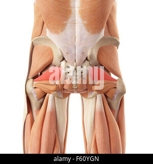 medizinisch genaue Abbildung des dem piriformis Stockfoto