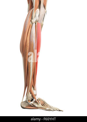 medizinisch genaue Abbildung der m. Tibialis anterior Stockfoto