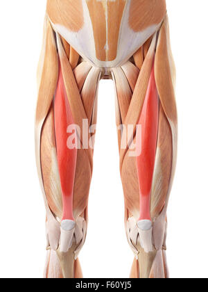 medizinisch genaue Abbildung des Rectus femoris Stockfoto
