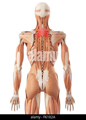 medizinisch genaue Abbildung des Serratus posterior superior Stockfoto