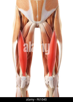 medizinisch genaue Abbildung des Vastus intermedius Stockfoto