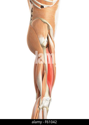 medizinisch genaue Abbildung des Vastus intermedius Stockfoto