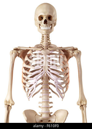 medizinische genaue Abbildung des die Serratus anterior Stockfoto