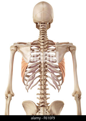 medizinische genaue Abbildung des die Serratus anterior Stockfoto