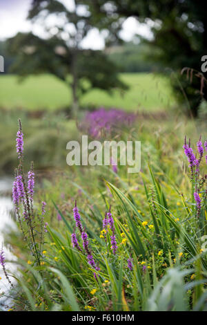 Blutweiderich (Lythrum Salicaria) wächst wild an einem Teich UK Stockfoto