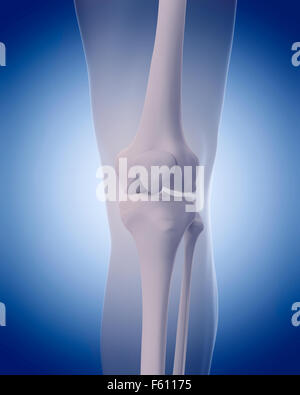 medizinisch genaue Abbildung - Knochen des Knies Stockfoto