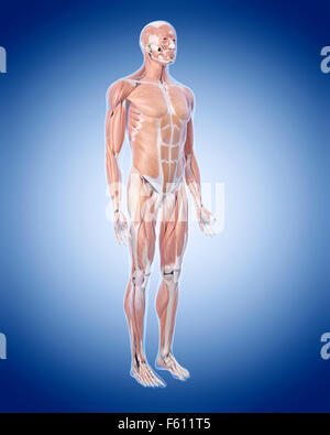 medizinisch genaue Abbildung des Muskel-Systems Stockfoto