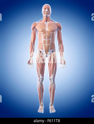 medizinisch genaue Abbildung des Muskel-Systems Stockfoto