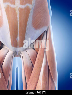 medizinisch genaue Darstellung der Becken-Anatomie Stockfoto