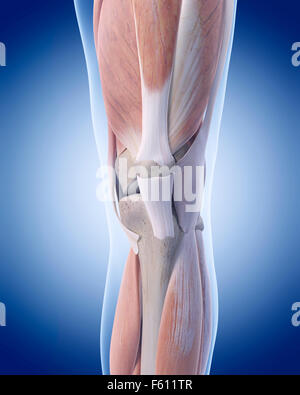 medizinisch genaue Abbildung der Knie Anatomie Stockfoto