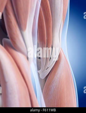 medizinisch genaue Abbildung der posterioren Knie Anatomie Stockfoto