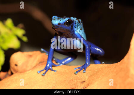 Färben, Dart Frosch oder Tinc (Dendrobates Tinctorius), Erwachsene, gefunden in Südamerika, Gefangenschaft, Deutschland Stockfoto