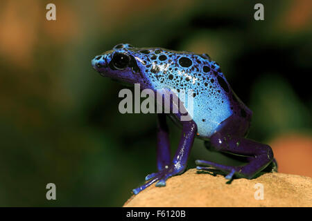 Färben, Dart Frosch oder Tinc (Dendrobates Tinctorius), Erwachsene, gefunden in Südamerika, Gefangenschaft, Deutschland Stockfoto