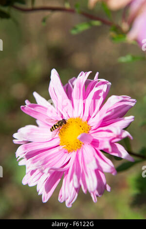 Ein Sand-Wespe auf eine Zinnia Blume UK Stockfoto