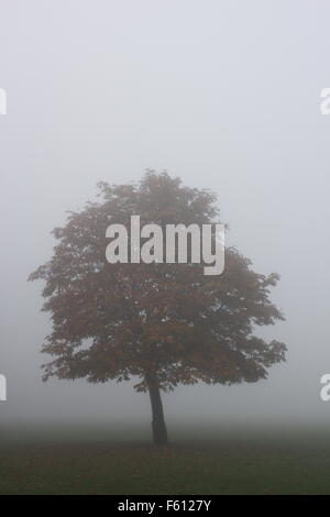 Einsamer Baum am nebligen Morgen in London England UK Stockfoto