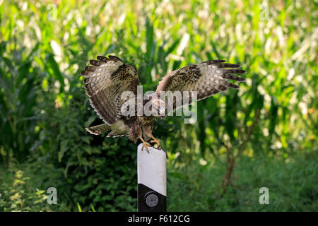 Mäusebussard (Buteo Buteo), Erwachsene auf Suche, sitzen auf der Straße Post, Kasselburg, Eifel, Deutschland Stockfoto