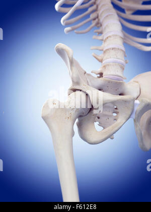 medizinisch genaue Abbildung des Halses femur Stockfoto