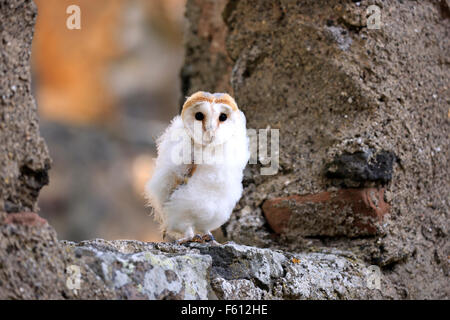 Gemeinsamen Schleiereule (Tyto Alba), junge sitzt auf Wand, Kasselburg, Eifel, Deutschland Stockfoto