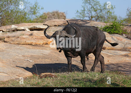 Afrikanischer Büffel oder Kaffernbüffel (Syncerus Caffer) männlich, Krüger Nationalpark, Südafrika Stockfoto