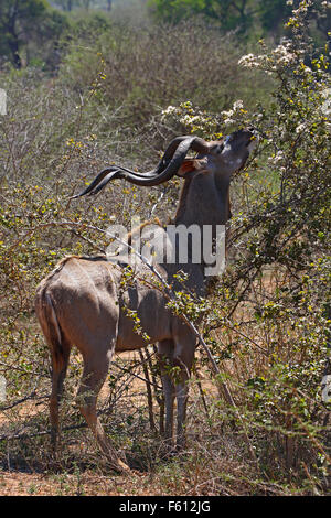 Große Kudu (Tragelaphus Strepsiceros) Fütterung auf Bush, männliche, Erwachsene, Krüger Nationalpark, Südafrika Stockfoto