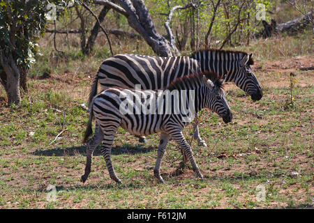 Burchell Zebra (Equus Quagga Burchelli), Mutter mit Kalb, Krüger Nationalpark, Südafrika Stockfoto