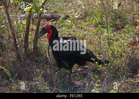 Südliche Hornrabe (Bucorvus Leadbeateri), Krüger Nationalpark, Südafrika